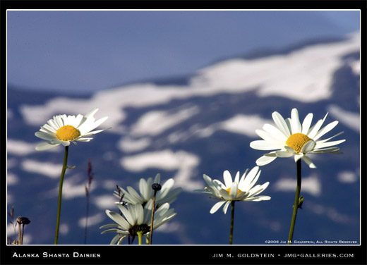 Shasta Daisies photographed by Jim M. Goldstein
