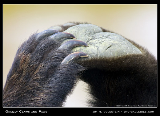 Grizzly Claws and Paws photographed by Jim M. Goldstein