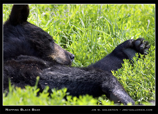 Napping Bear photographed by Jim M. Goldstein