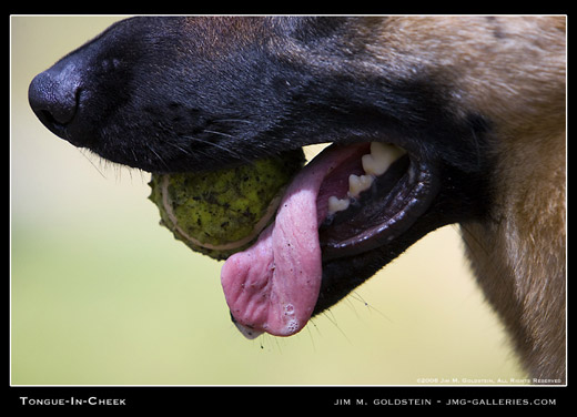 Tongue-In-Cheek dog photography by Jim M. Goldstein