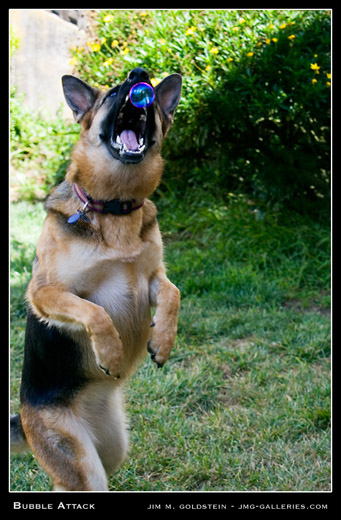 Zoe the German Shepherd attacking bubbles photographed by Jim M. Goldstein