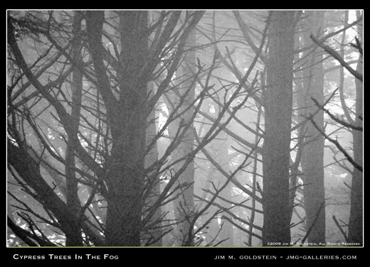 Cypress Tree Fog landscape photograph by Jim M. Goldstein