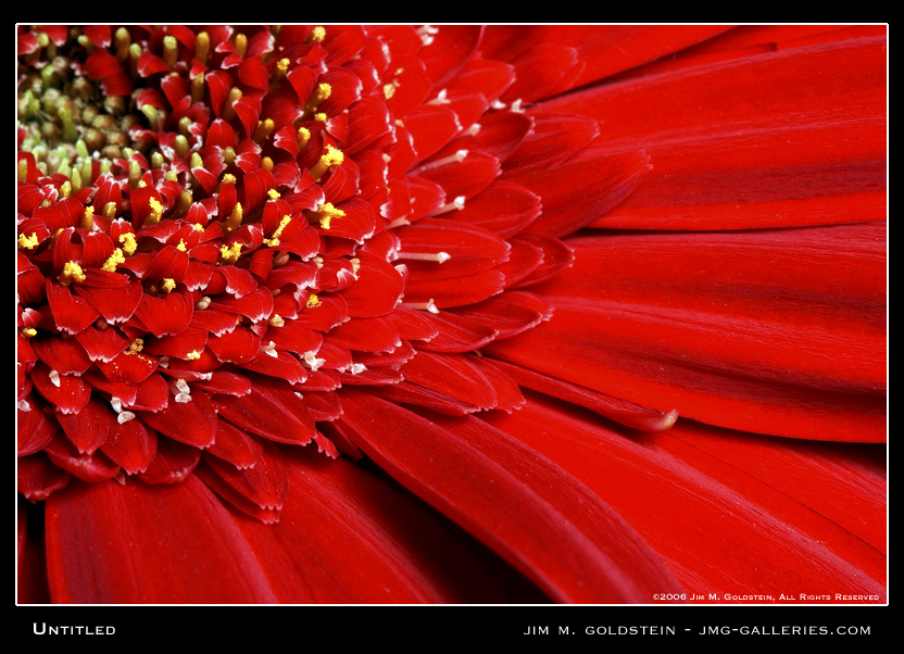 Untitled (Gerber Daisy)