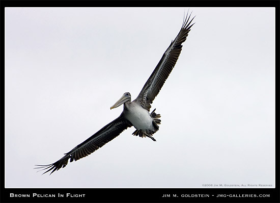 Brown Pelican In Flight Photograph by Jim M. Goldstein