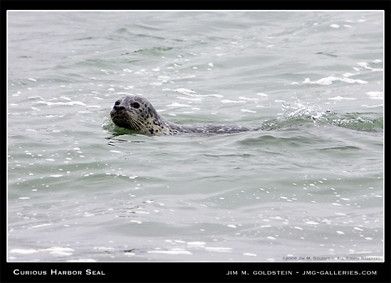 Harbor Seal Scans The Beach For Predators Photograph by Jim M. Goldstein