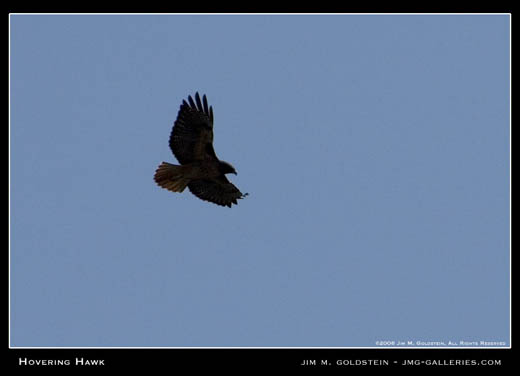 Hovering Hawk